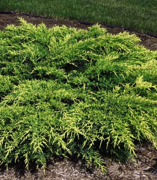 Juniperus × pfitzeriana 'Old Gold' 